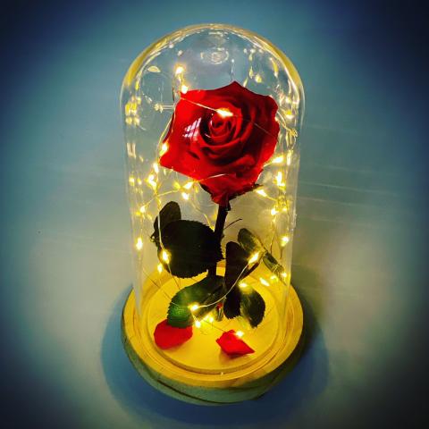 Cloche lumineuse guirlande Led et sa rose naturelle éternelle rouge